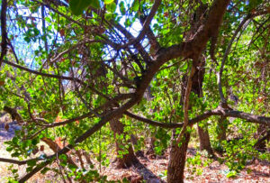 Guardián del bosque. Comuidad Ecológica Peumayen