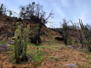 Cajón del Maipo, Comunidad Ecologica Peumayen