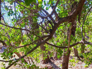 Cajón del Maipo, Comunidad Ecologica Peumayen