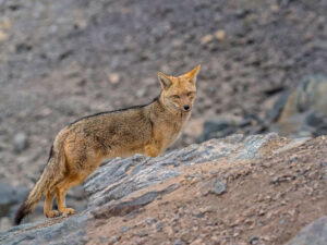 Cajón del Maipo, diversidad de flora y Fauna. Comunidad Ecologica Peumayen